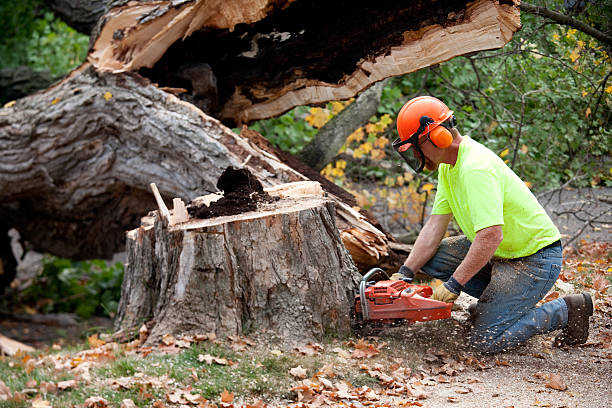 Best Hazardous Tree Removal  in Cisco, TX