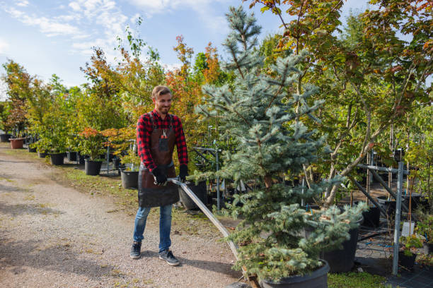 How Our Tree Care Process Works  in  Cisco, TX